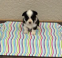 Jax, a male Pembroke Welsh Corgi for sale in Maquoketa, IA – 1 of 1