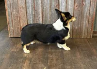 Sommer, a female Pembroke Welsh Corgi for sale in Maquoketa, IA – 3 of 6