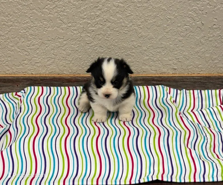 Sandy – Pembroke Welsh Corgi puppy for sale in Middlefield, OH