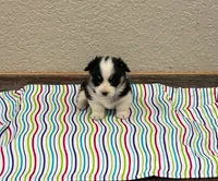 Sandy, a female Pembroke Welsh Corgi for sale in Maquoketa, IA – 1 of 1