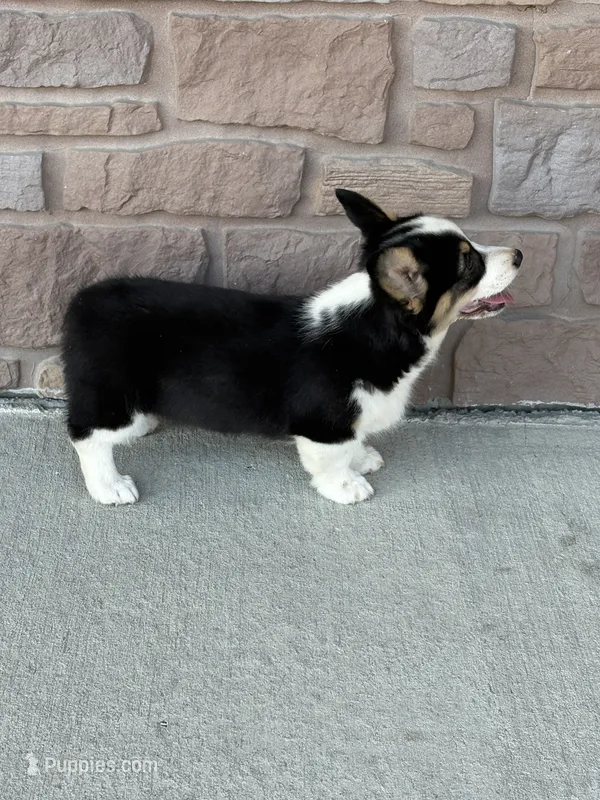 Sandy – Pembroke Welsh Corgi puppy for sale in Maquoketa, IA