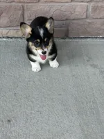 Sommer, a female Pembroke Welsh Corgi for sale in Maquoketa, IA – 3 of 5