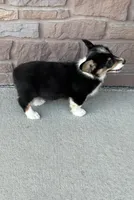 Sommer, a female Pembroke Welsh Corgi for sale in Maquoketa, IA – 2 of 5