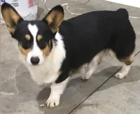 Jax, a male Pembroke Welsh Corgi for sale in Maquoketa, IA – 4 of 5