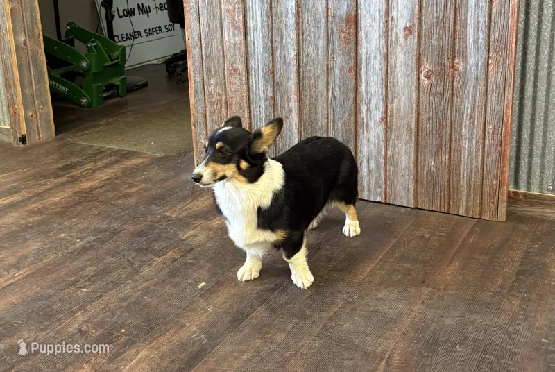 Sommer – Pembroke Welsh Corgi puppy for sale in Maquoketa, IA