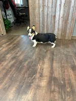 Sandy, a female Pembroke Welsh Corgi for sale in Maquoketa, IA – 1 of 6