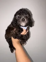 Stone, a male Goldendoodle and Miniature Goldendoodle for sale in Phoenix, AZ – 2 of 10