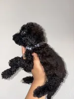 Jax, a male Goldendoodle and Miniature Goldendoodle for sale in Phoenix, AZ – 6 of 7