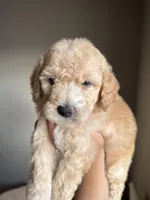 James, a male Goldendoodle and Miniature Goldendoodle for sale in Phoenix, AZ – Photo 6 of 7