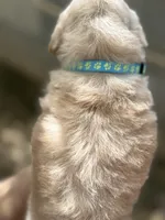 James, a male Miniature Goldendoodle for sale in Phoenix, AZ – Photo 5 of 5