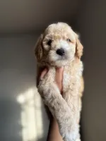 James, a male Goldendoodle and Miniature Goldendoodle for sale in Phoenix, AZ – Photo 4 of 7