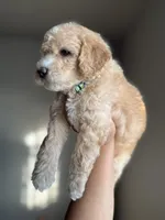 James, a male Goldendoodle and Miniature Goldendoodle for sale in Phoenix, AZ – Photo 2 of 7