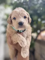 James, a male Miniature Goldendoodle for sale in Phoenix, AZ – Photo 1 of 5