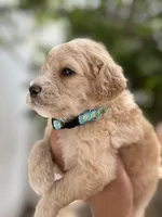 James, a male Miniature Goldendoodle for sale in Phoenix, AZ – Photo 3 of 5