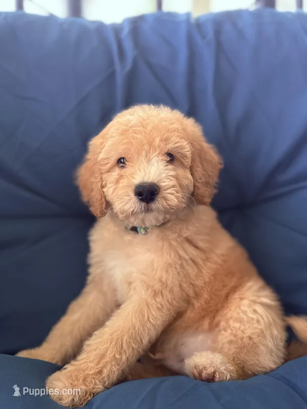 James – Goldendoodle, Miniature Goldendoodle puppy for sale in Phoenix, AZ