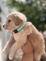 James, a male Miniature Goldendoodle for sale in Phoenix, AZ – Photo 4 of 5