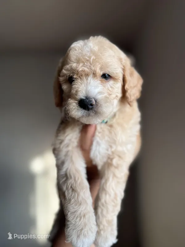 James – Goldendoodle, Miniature Goldendoodle puppy for sale in Phoenix, AZ