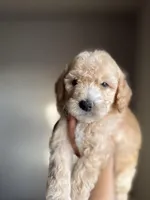 James, a male Goldendoodle and Miniature Goldendoodle for sale in Phoenix, AZ – Photo 5 of 7