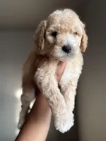 James, a male Goldendoodle and Miniature Goldendoodle for sale in Phoenix, AZ – Photo 7 of 7