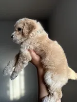 James, a male Goldendoodle and Miniature Goldendoodle for sale in Phoenix, AZ – Photo 3 of 7