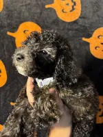 Stone, a male Goldendoodle and Miniature Goldendoodle for sale in Phoenix, AZ – 10 of 10