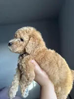 Winston, a male Goldendoodle and Miniature Goldendoodle for sale in Phoenix, AZ – Photo 5 of 5