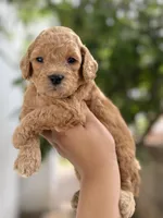 Winston, a male Miniature Goldendoodle for sale in Phoenix, AZ – Photo 2 of 4