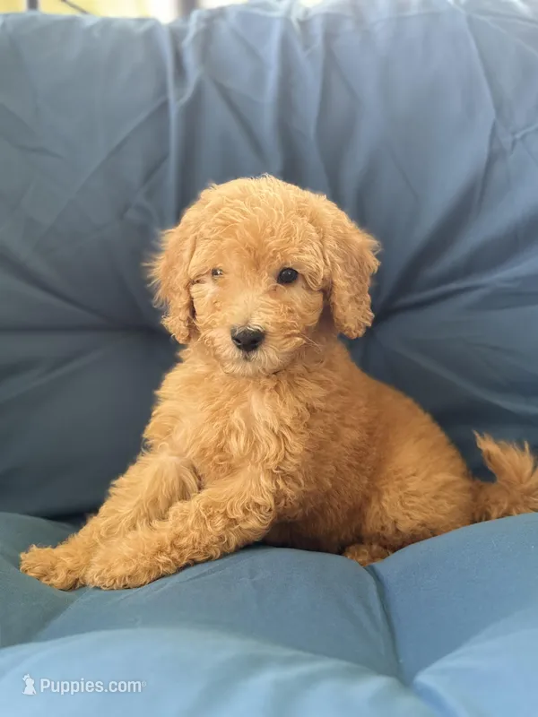 Winston – Goldendoodle, Miniature Goldendoodle puppy for sale in Phoenix, AZ