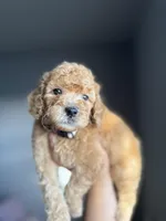 Winston, a male Goldendoodle and Miniature Goldendoodle for sale in Phoenix, AZ – Photo 3 of 5