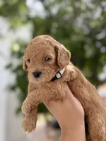 Winston, a male Miniature Goldendoodle for sale in Phoenix, AZ – Photo 4 of 4