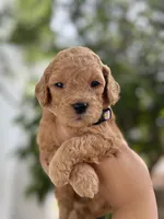 Winston, a male Miniature Goldendoodle for sale in Phoenix, AZ – Photo 3 of 4