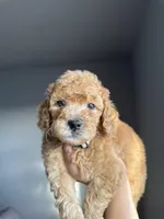 Winston, a male Goldendoodle and Miniature Goldendoodle for sale in Phoenix, AZ – Photo 4 of 5