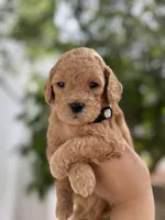 Winston, a male Miniature Goldendoodle for sale in Phoenix, AZ – Photo 1 of 4