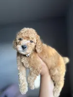 Winston, a male Goldendoodle and Miniature Goldendoodle for sale in Phoenix, AZ – Photo 2 of 5