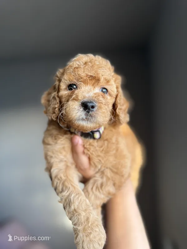 Winston – Goldendoodle, Miniature Goldendoodle puppy for sale in Phoenix, AZ