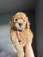 Winston, a male Goldendoodle and Miniature Goldendoodle for sale in Phoenix, AZ – Photo 1 of 5