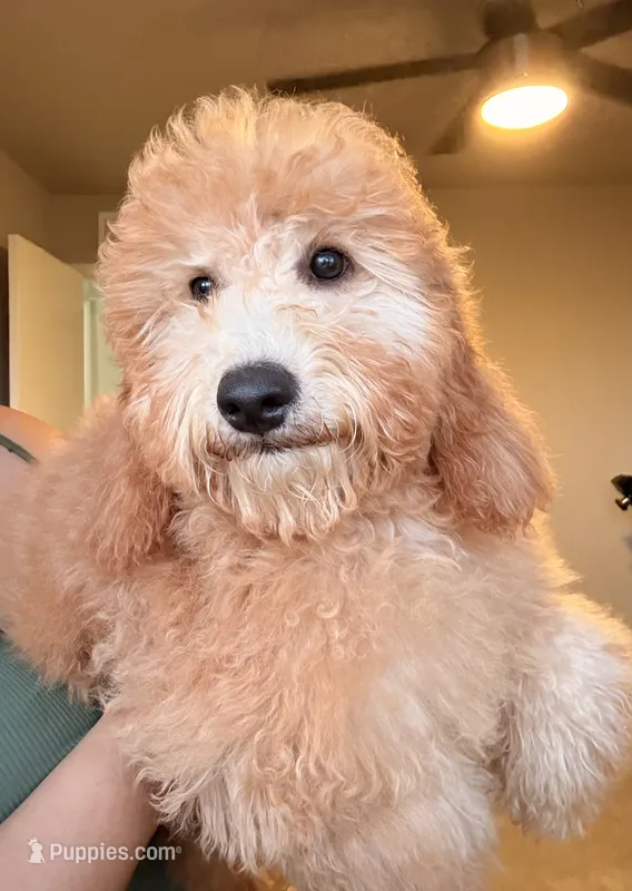 Sage  – Goldendoodle, Miniature Goldendoodle puppy for sale in Phoenix, AZ
