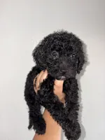 Sammie, a female Goldendoodle and Miniature Goldendoodle for sale in Phoenix, AZ – 4 of 7