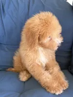 Winston, a male Goldendoodle and Miniature Goldendoodle for sale in Phoenix, AZ – 4 of 5