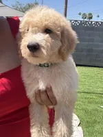 James, a male Goldendoodle and Miniature Goldendoodle for sale in Phoenix, AZ – 2 of 5
