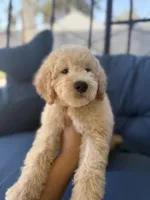 James, a male Goldendoodle and Miniature Goldendoodle for sale in Phoenix, AZ – 4 of 5