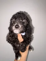Stone, a male Goldendoodle and Miniature Goldendoodle for sale in Phoenix, AZ – 5 of 10