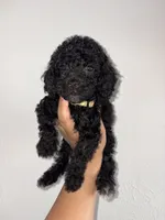 Lilac, a female Goldendoodle and Miniature Goldendoodle for sale in Phoenix, AZ – 2 of 10