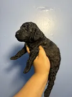 Max, a male Miniature Goldendoodle for sale in Phoenix, AZ – 3 of 5