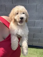 James, a male Goldendoodle and Miniature Goldendoodle for sale in Phoenix, AZ – 3 of 5