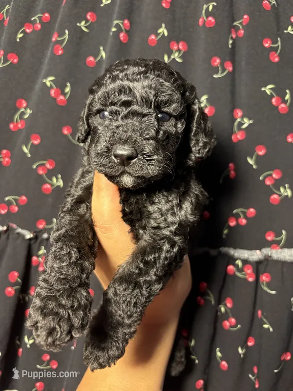 Sammie – Miniature Goldendoodle puppy for sale in Phoenix, AZ