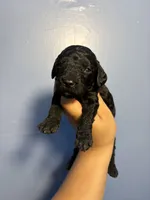 Thunder , a male Miniature Goldendoodle for sale in Phoenix, AZ – 2 of 6