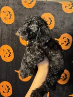 Thunder , a male Goldendoodle and Miniature Goldendoodle for sale in Phoenix, AZ – 10 of 10