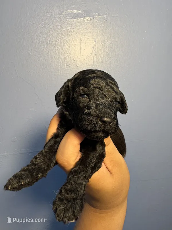 Rocky  – Miniature Goldendoodle puppy for sale in Phoenix, AZ