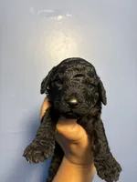 Jax, a male Miniature Goldendoodle for sale in Phoenix, AZ – 3 of 4
